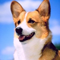 Animal Awakenings