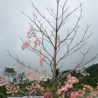 Rica Lubis