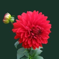 Deepa K