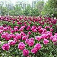 江雪明