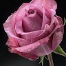 Sahar A