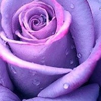 حياة شبراوي