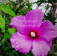 Noora Alfudhala
