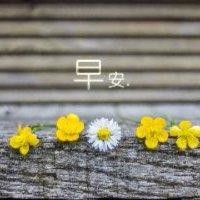 杨文琴