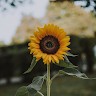 Sun Flower