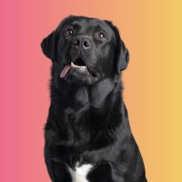 Balou De Bruijn