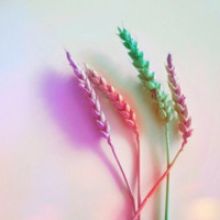 Maryam Shirin