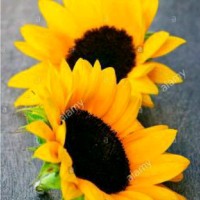 Gayathri R