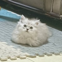 胡跃文