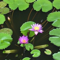 Jean Michel LANGLAIS,