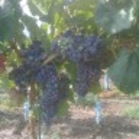 Victor Antonio Leiva