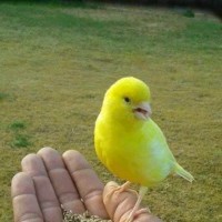 رضا غلامی