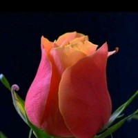 Anand Kumar
