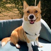 Caramel Cam Corgi
