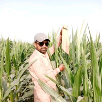 Naveed Asif