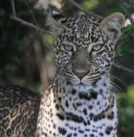 Monique Van Wijngaarden