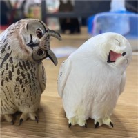 谢律师