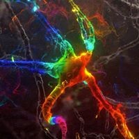 Vakhtang Tarkhnishvili