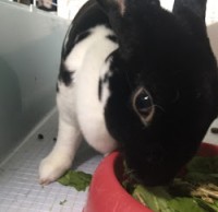 Oreo The Rabbit