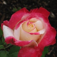 Wilma Hoffman