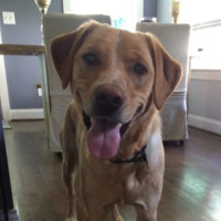 Ron Usertest