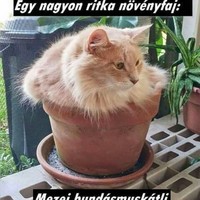 Neu Dani