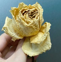 段珍珍