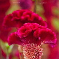 cindrella denver Viegas