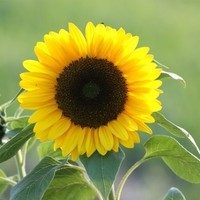李芳欣