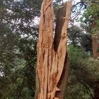 Alan Pankhurst