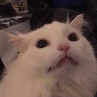 Wah Cat