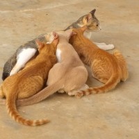 Wah Htay