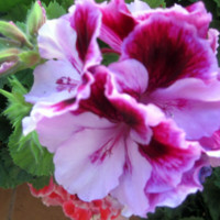 Σταυρίτσα Πλωμαρίτου