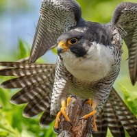 Mariano Padron-Agudelo