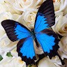 Bluebutterfly Ny