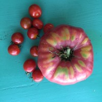 Catherine Zimmermann