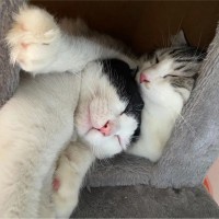 刘梁臻