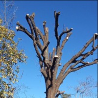 bio varsity Tree felling tree amigos