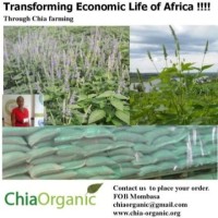 Chia organic