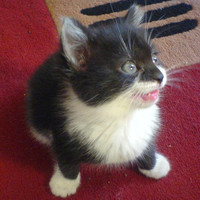 Frankie Hawkes