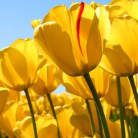 Confifi Hotel Supplies