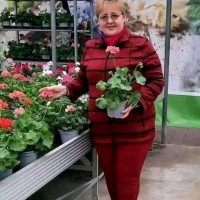 Rose Rose