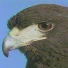 sparrow hawk