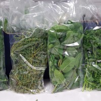 MOHAMMED SEGHIR TERKI HASSAINE