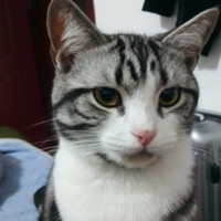 蔡文笔