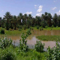 Mhmddahid Chik