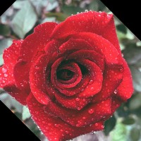 Rosalia Afin Annisakh