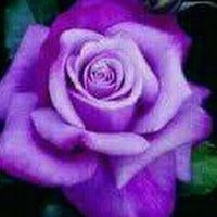 احمد الساري الساري