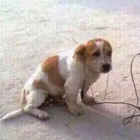 徐才强