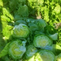 Maysara Mohammed Sayed